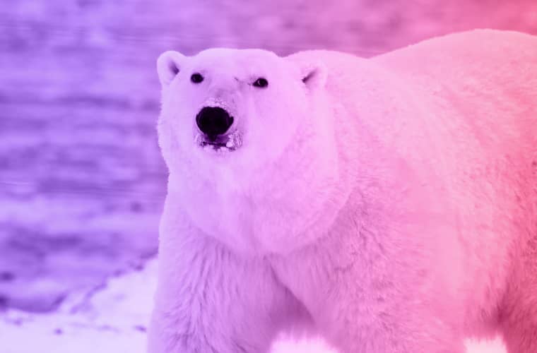 The story of a woman and a hungry polar bear